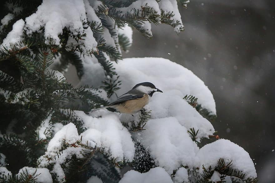 pták, brhlík lesní, posazený, zvíře, sníh, zimní, peří, zobák, účtovat, pozorování ptáků, ornitologie
