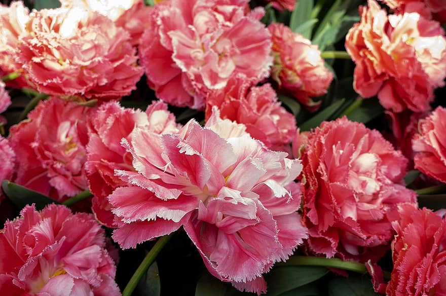 tulipes, tulipes roses, plena floració, flors, jardí, flors de color rosa, planta, full, primer pla, flor, pètal