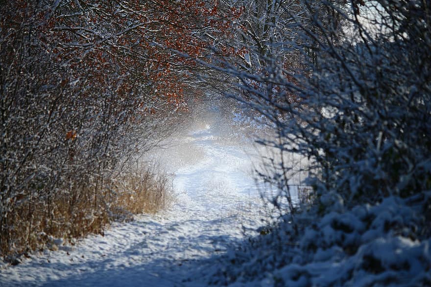 ทาง, ป่า, ฤดูหนาว, แสงแดด, หมอก, ต้นไม้, หิมะ, น้ำแข็ง, หนาว, น้ำค้างแข็ง, แช่แข็ง