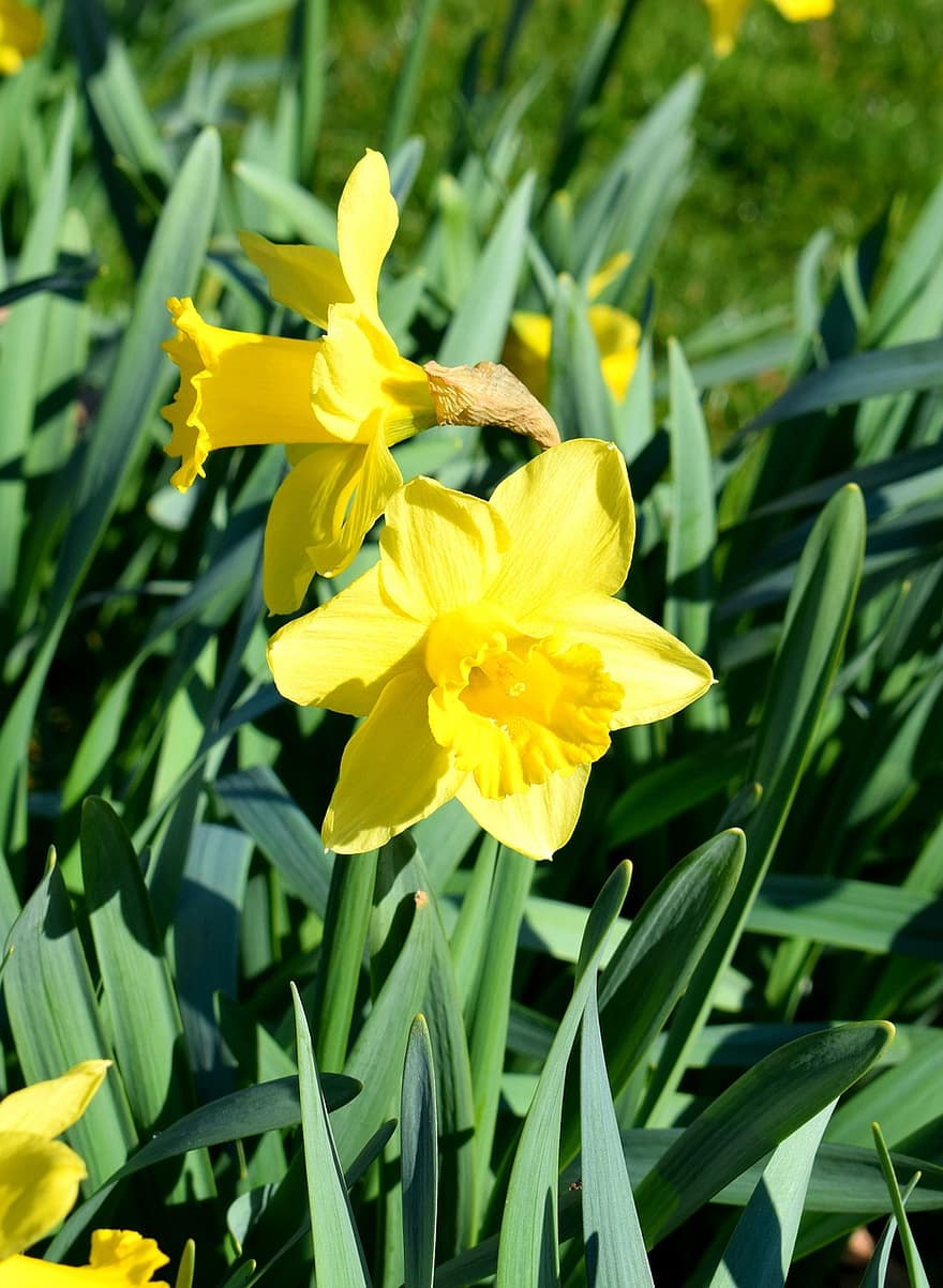 Daffodils, Plants, Flowers, Yellow, Nature, Blossom, Garden, Field