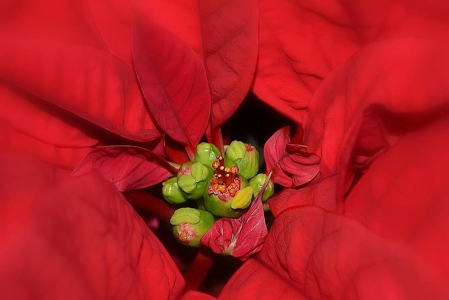 क्रिसमस स्टार, poinsettia, लाल फूल, फूल, प्रकृति