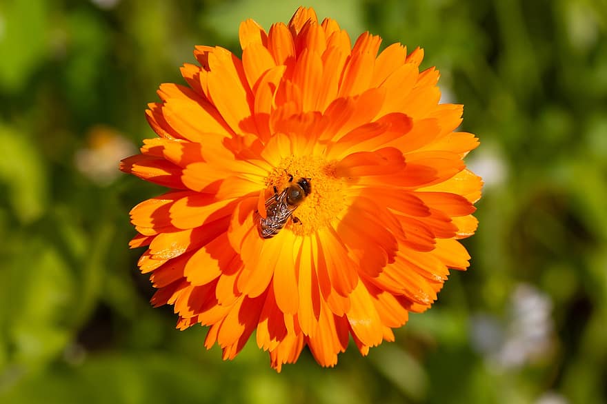Marigold, Calendula, Blossom, Bloom, Medicinal Plant, Orange, Summer Flower, Flower, Nature, Naturopathy, Petals