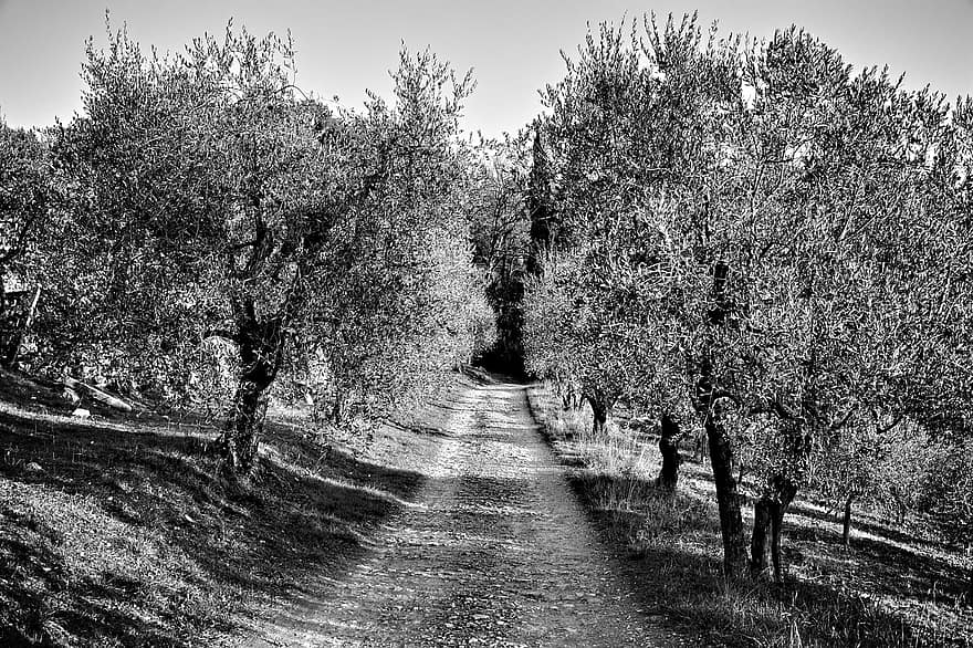 grusväg, väg, olivträd, träd, landsväg, lantlig, landsbygden, florens, tuscany, Italien, natur
