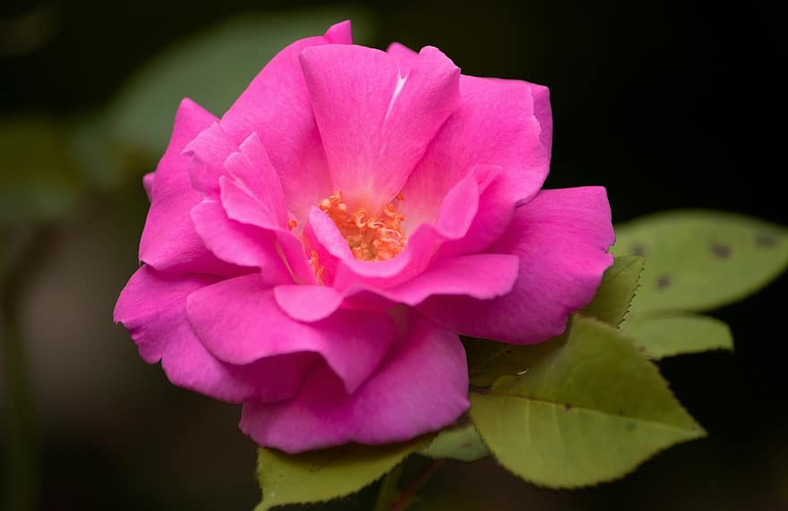 rosa zéphirine drouhin, bourbon emelkedett, Rózsa Virág, kert, növényi, virág, szirmok, virágzás, virágzik, virágzó növény, dísznövények
