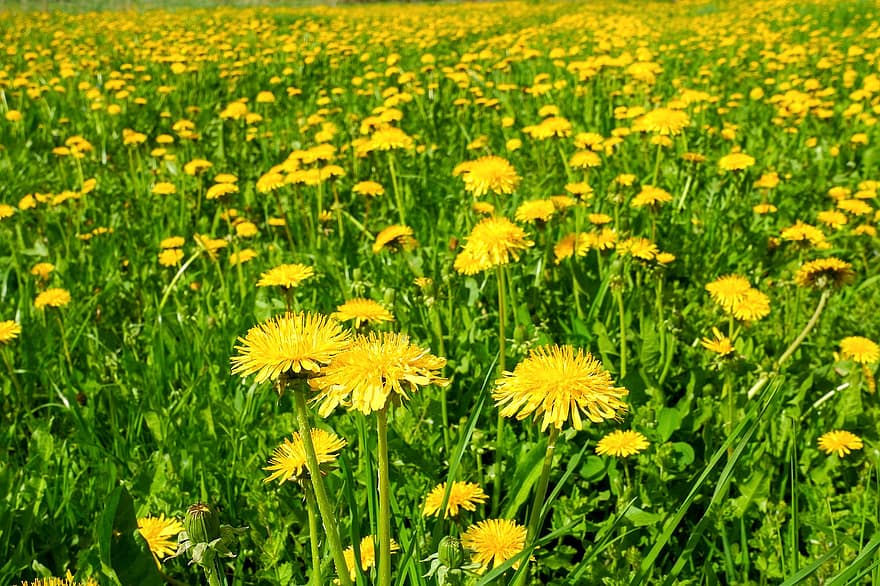 ทุ่งหญ้า, dandelions, ฤดูใบไม้ผลิ, ดอกไม้, ดอกสีเหลือง, ดอก, ธรรมชาติ, พฤกษา, เบ่งบาน, สีเหลือง