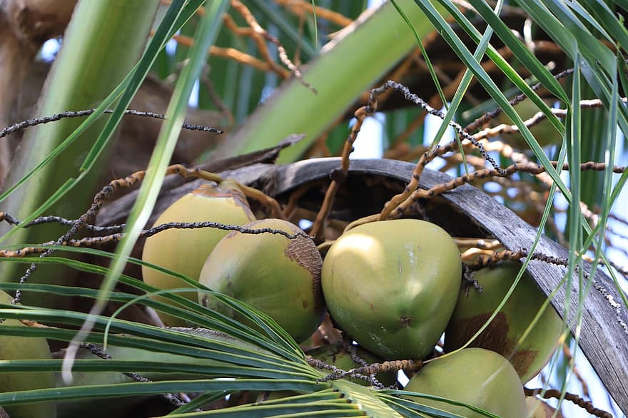 træ, kokosnød