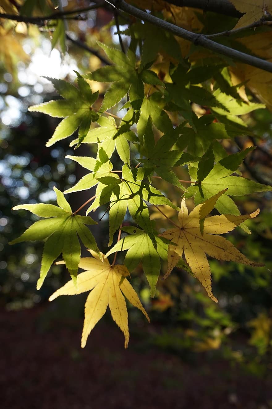 Maple, Leaves, Foliage, Tree, Branches, Flora