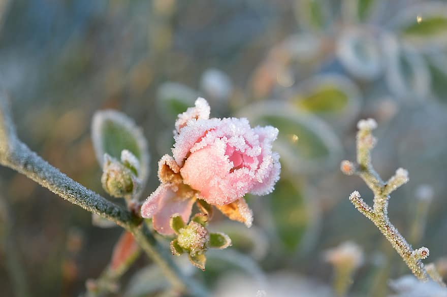 rose, frost, frossen, blomstre, blomst, rimfrost, vinter, kald, iskald, iskrystaller, knopp