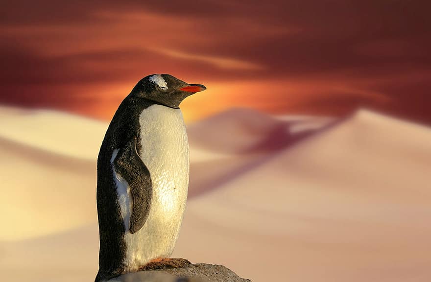 pingüí, ocell, ales, plomes, desert, canvi climàtic, salvatge, naturalesa, clima, calor, sorra