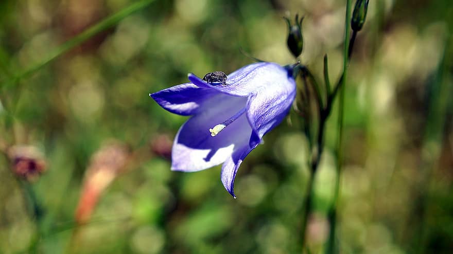 campanilla, flor, flor azul, escarabajo, pétalos, pétalos azules, floración, planta, flora, Escarabajo de semillas, de cerca
