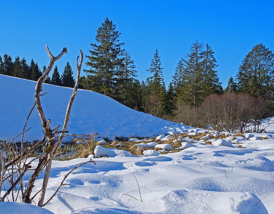 neige, hiver, la nature, ruisseau, congelé, congère, gel, du froid, des arbres, branches, brindilles