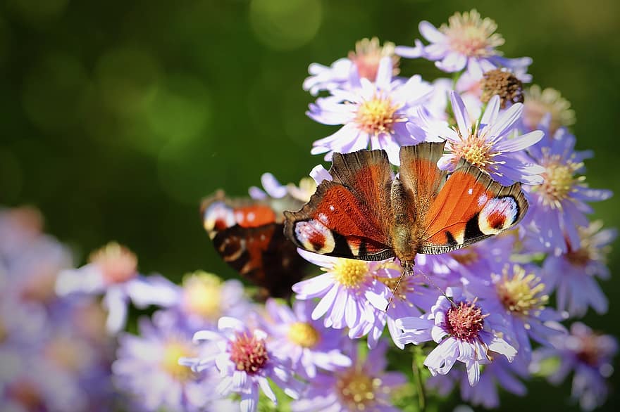 sommerfugl, blomster, pollinere, pollinering, insekt, bevinget insekt, sommerfuglvinger, blomst, flora, fauna, natur