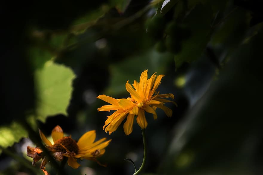 coneflowers, λουλούδι, φυτό, rudbeckia, πέταλα, ανθίζω, χλωρίδα, φύση, closeup, γκρο πλαν, κίτρινος