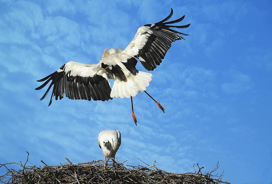 Stork, Wading Bird, Bird Of Prey, Animal, Ciconia Ciconia, Wing, Feather, Plumage, Leg, Landing, Flight
