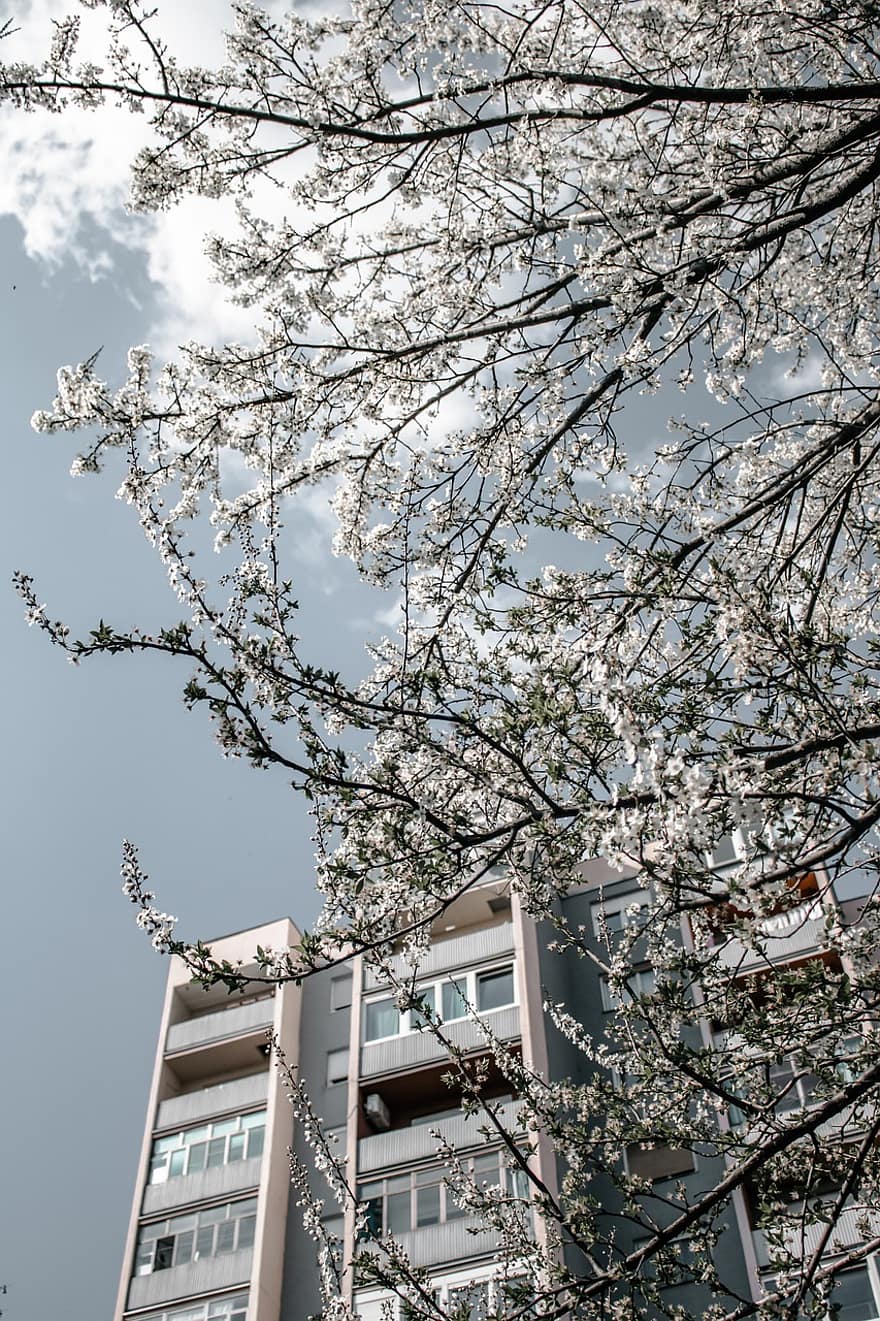 wiosna, niebo, Natura, kwiat, architektura, drzewa, apartament