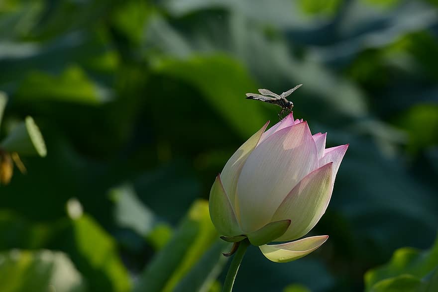 Lotus Blume, Knospe, Libelle, Insekt, Lotus, Blume, Blühen, blühend, Blütenblätter, rosa Blütenblätter, Flora