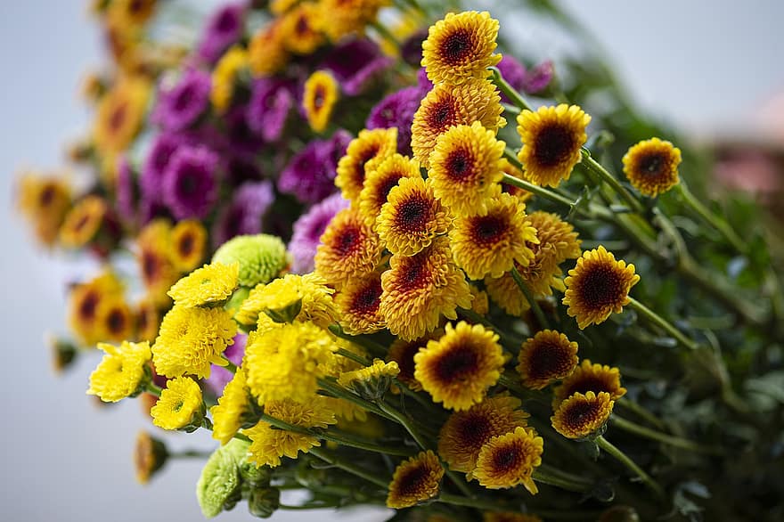 국화, 꽃들, 꽃다발, 오렌지 꽃, 노란 꽃, 다발, 꽃, 식물, 아름다운, 아름다움, 자연스러운