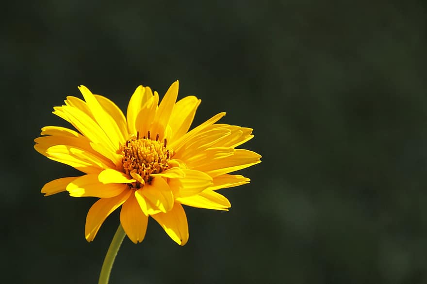 арника, цвете, растение, жълто цвете, цвят, разцвет, билки, жълт, едър план, лято, венчелистче