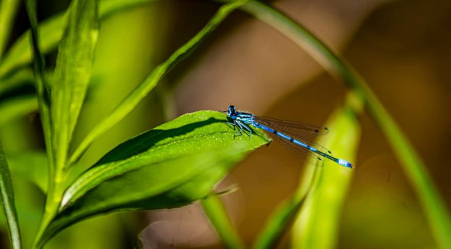 Dragonfly, Insect, Entomology, Nature, Macro, Arboretum, close-up, green color, summer, leaf, plant