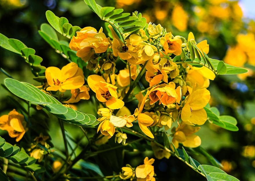 árbol de lluvia dorado, las flores, ramas, Flores amarillas, pétalos, floración, hojas, follaje, árbol, planta, naturaleza