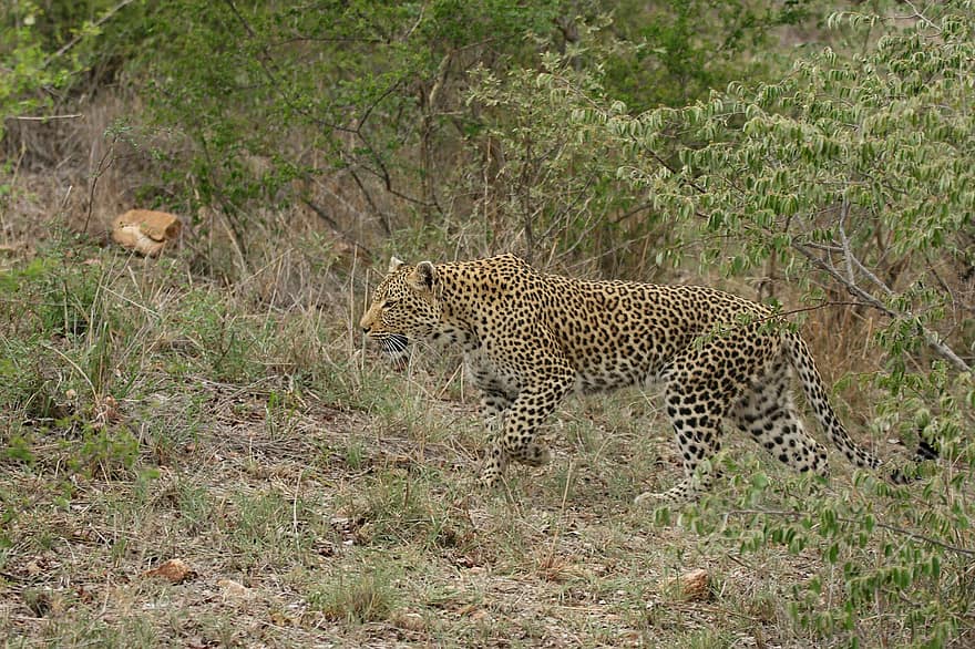 leopardo, animal, mamífero, depredador, fauna silvestre, safari, zoo, naturaleza, fotografía de vida silvestre
