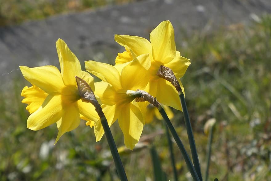 narcis, voorjaarsbloemen, květiny, žluté květy, narcisy, cibulovitá rostlina, okvětní lístky, jaro, žlutá, detail, rostlina