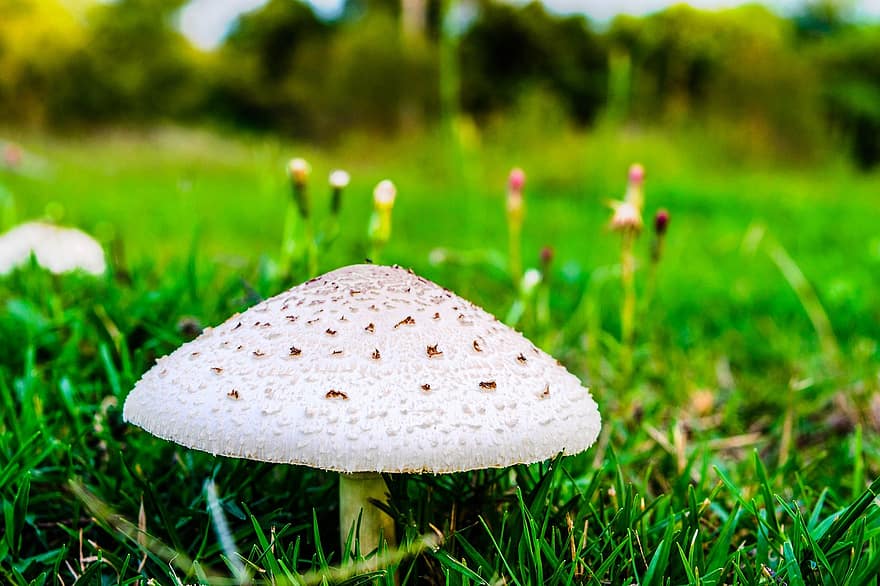 Mushroom, Fungus, Grass, False Parasol Mushroom, Ground, Nature