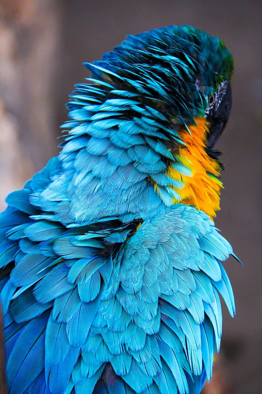 ara, pappagallo, uccello, animale, dietro a, piume, blu, multicolore, piuma, becco, avvicinamento
