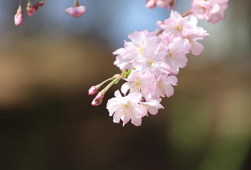 Kirschblüten, Blumen, Frühling, pinke Blumen, Sakura, blühen, Ast, Baum, Flora, Natur, Blume