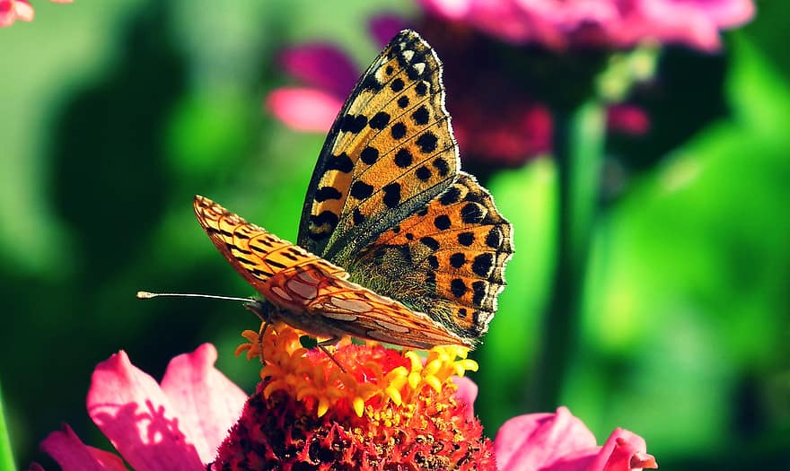 bươm bướm, côn trùng, bông hoa, zinnia, cây, cây cảnh, thực vật có hoa, hoa, người thụ phấn, sự thụ phấn của bướm, Thiên nhiên