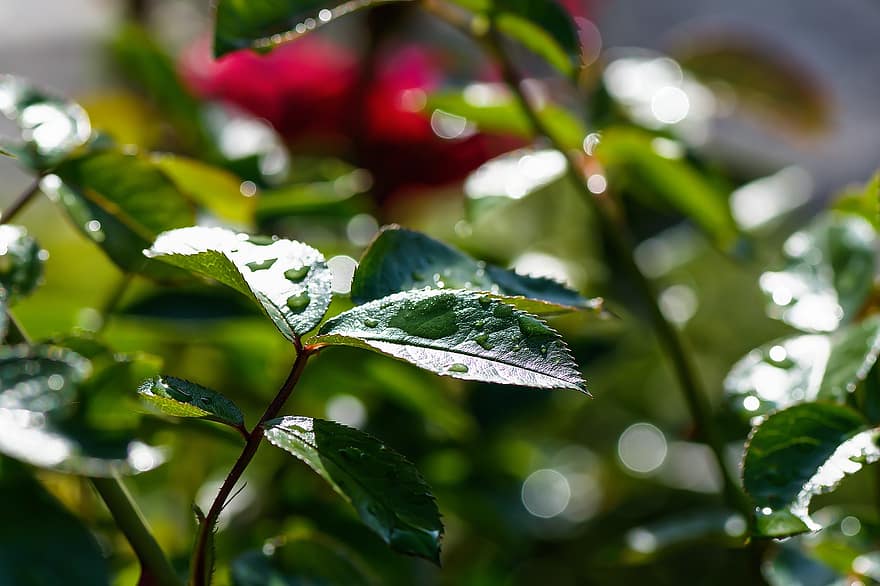 Hoa hồng, mưa, ướt, lá, nhỏ giọt, bokeh, thiết bị, Thiên nhiên