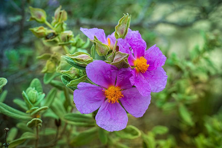 Purple Flowers, Flowers, Plants, Purple Petals, Bloom, Blossom, Flora, Floriculture, Horticulture, Botany, Nature