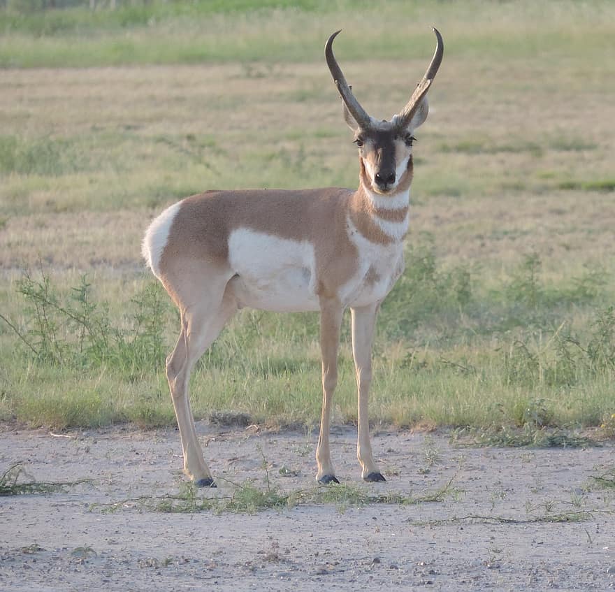 pronghorn antilope, dieren in het wild, hoorns, dier