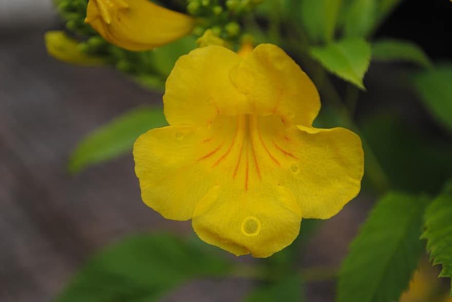 Anziano giallo, fiore, rugiada, bagnato, Guazza, fiore giallo, petali, fioritura, pianta, natura, gocce di pioggia