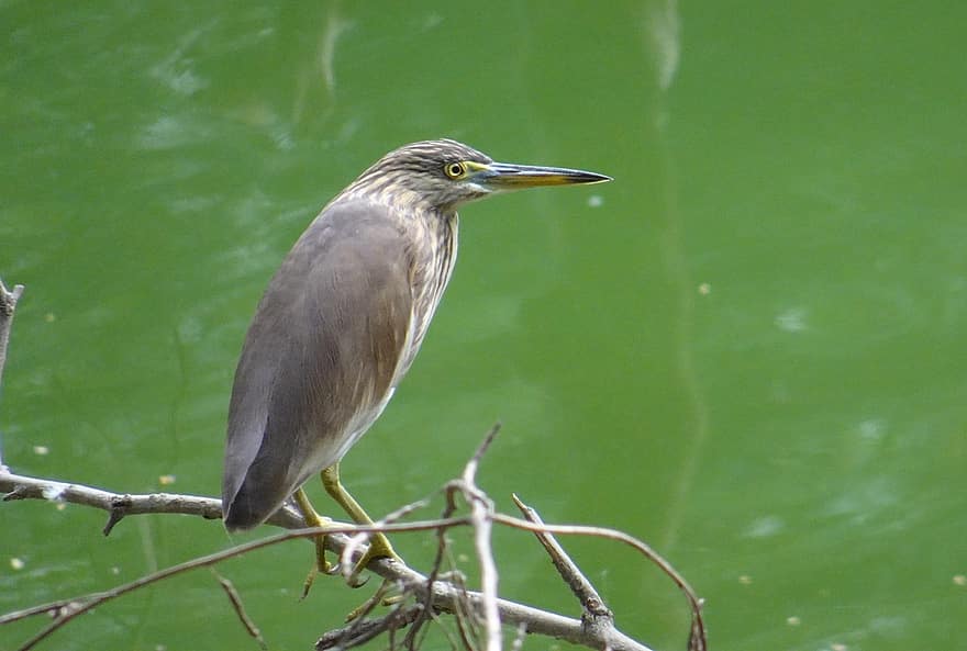 fugl, Dam Heron, indiske dam heron, paddybird, ardeola grayii, fauna, aviær, dyreliv, ornitologi