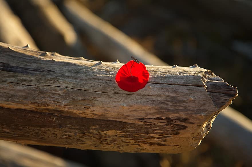 Stalked Scarlet Cup, Wood, Sunlight, Fungus, Log, Natural, Scenery, Nature, Closeup