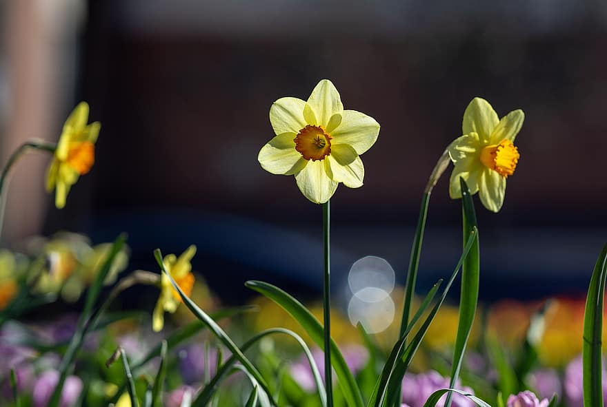 Daffodil, Flowers, Plant, Petals, Yellow Flowers, Bloom, Garden, Nature, Bokeh