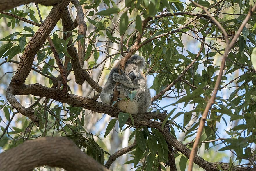 koala, suportar, arbres, branques, fulles, fullatge, migdiada, dormir, animal, bonic, salvatge