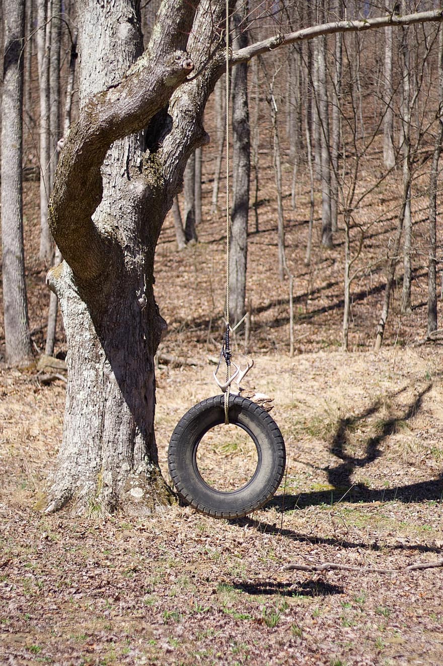 pneu, balanço, Toque, árvore, madeiras, Diversão, criança, natureza, veado