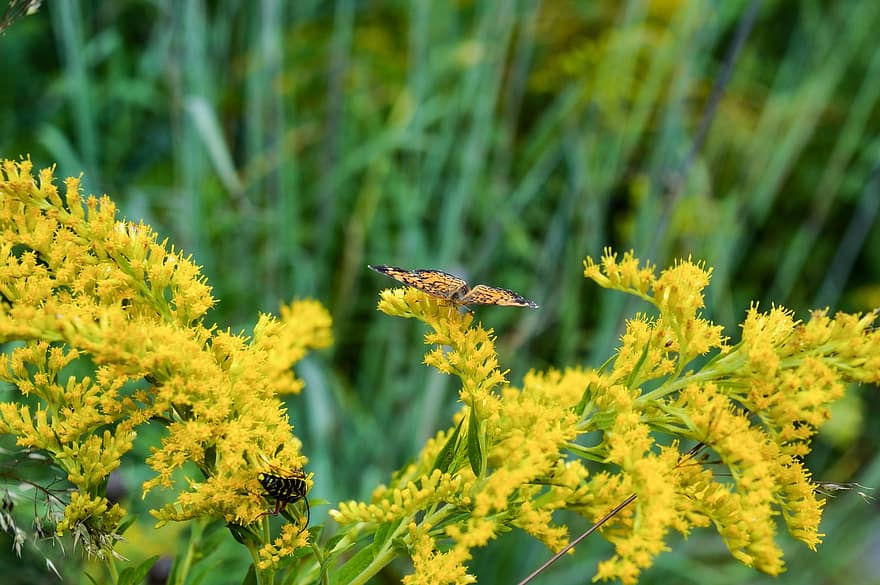 Motyl Gorgone Checkerspot, motyle, kwiaty, Nawłoci, owad, skrzydełka, żółte kwiaty, roślina, ogród, Natura