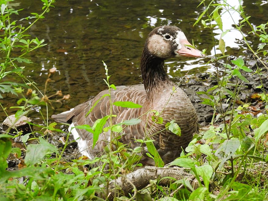 greylag goose, πουλί, χήνα, υδρόβιο πτηνό, νερό πουλί, φτερά, ράμφος, ζωικού κόσμου