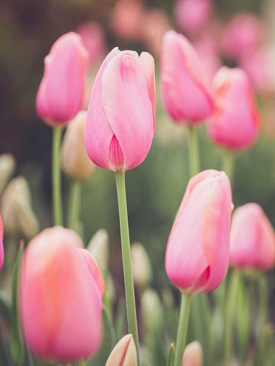 ピンク、チューリップ、庭園、バックグラウンド、花、花びら、自然、春、咲く、フローラ、フィールド