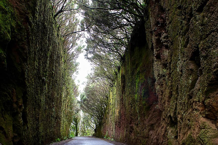 पथ, पेड़, अनागा, Tenerife, प्रकृति, परिदृश्य, वन, हरा रंग, पगडंडी, लीफ, पौधा