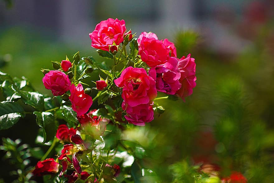 Rosen, Blumen, rosa Rosen, Rosenblüte, Knospen, Blätter, Blütenblätter, Rosenblätter, blühen, Flora
