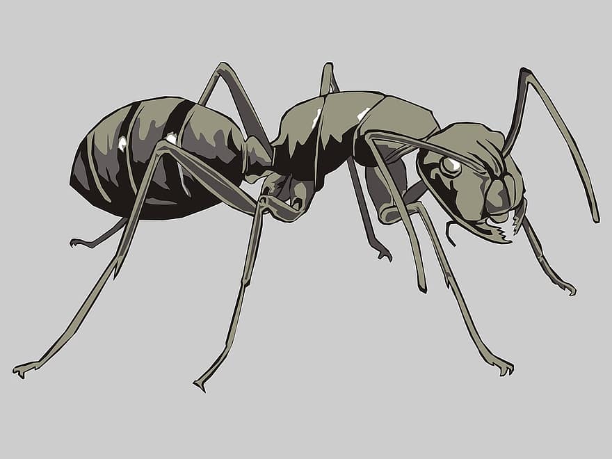 муравьи, черный муравей, насекомые, животное, саман, Adobe Photoshop, Adobe Illustrator, иллюстратор, Рисование, графика, графический дизайнер