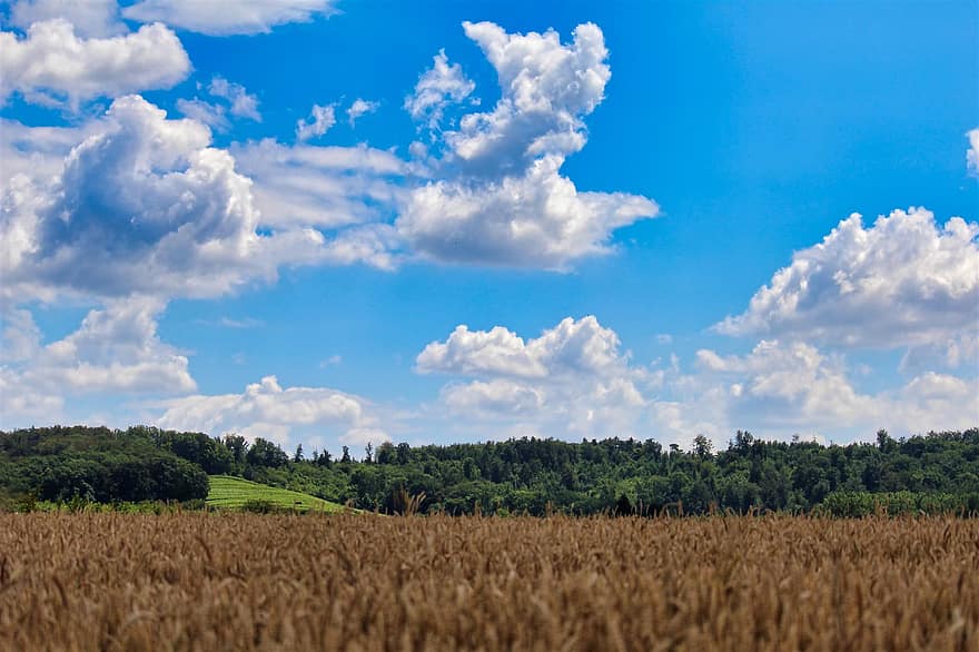 поле, ечемик, пшеница, зърнени храни, небе, облаци, лято