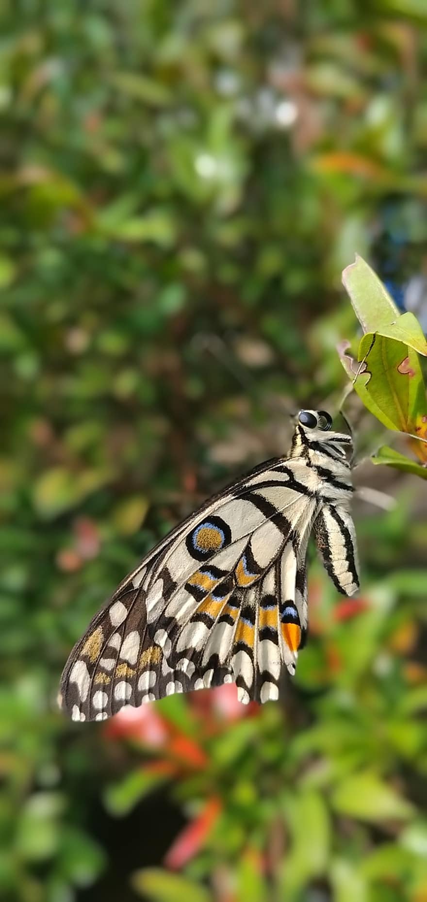 vlinder, vlindervleugels, lepidoptera, entomologie, insect, bladeren, gebladerte, natuur, tuin-