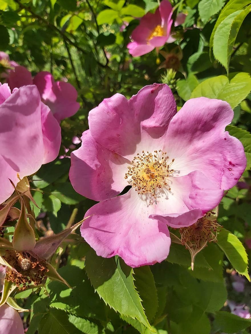 rose selvatiche california, fiori, fiori rosa, le foglie, petali, Petas rosa, fioritura, fiorire, flora