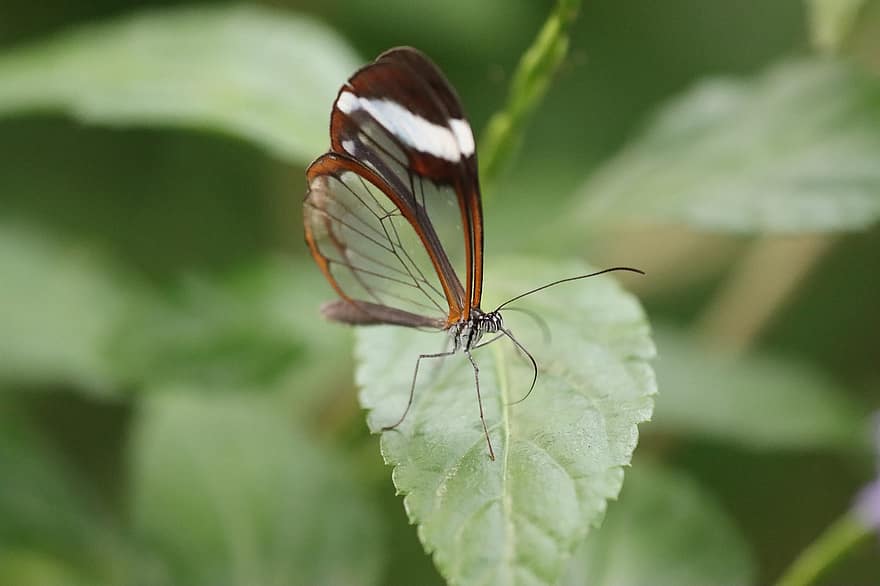 papillon, insecte, la nature, papillon aile de verre, animal, Prairie, plante