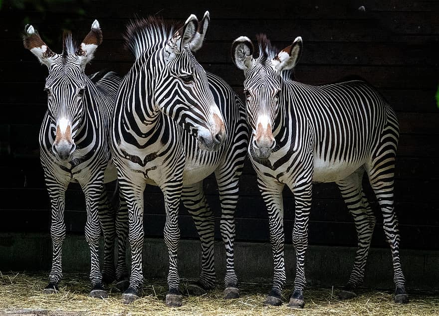 zebraer, striber, heste, sort og hvid, stribet, pattedyr, dyr, dyr verden, dyreliv, dyreliv fotografering